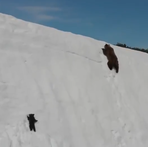 熊の親子にあきらめない勇気をもらいました