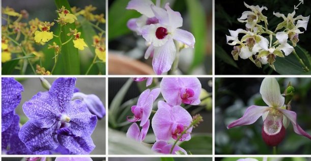 岡野さんとラグリマ